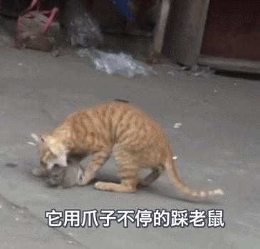猫抓住老鼠后为什么老鼠放弃抵抗,猫抓了老鼠为什么喜欢玩