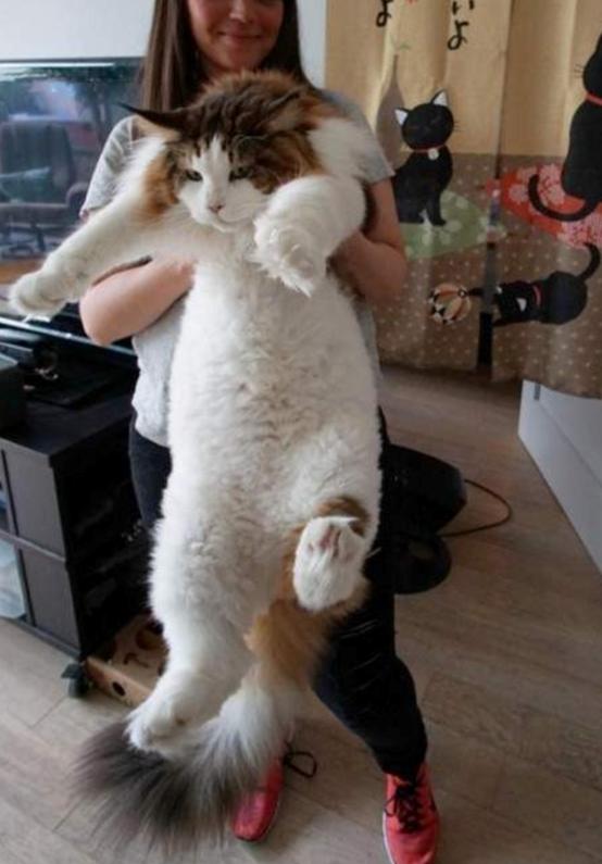 猫咪最重能长到多少斤,猫咪最重可以达到多少斤