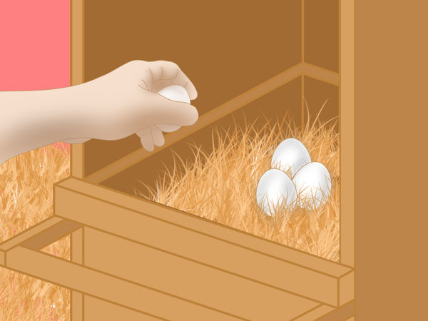 如何防止鸡吃自己的蛋3种防止鸡吃自己的蛋的方法