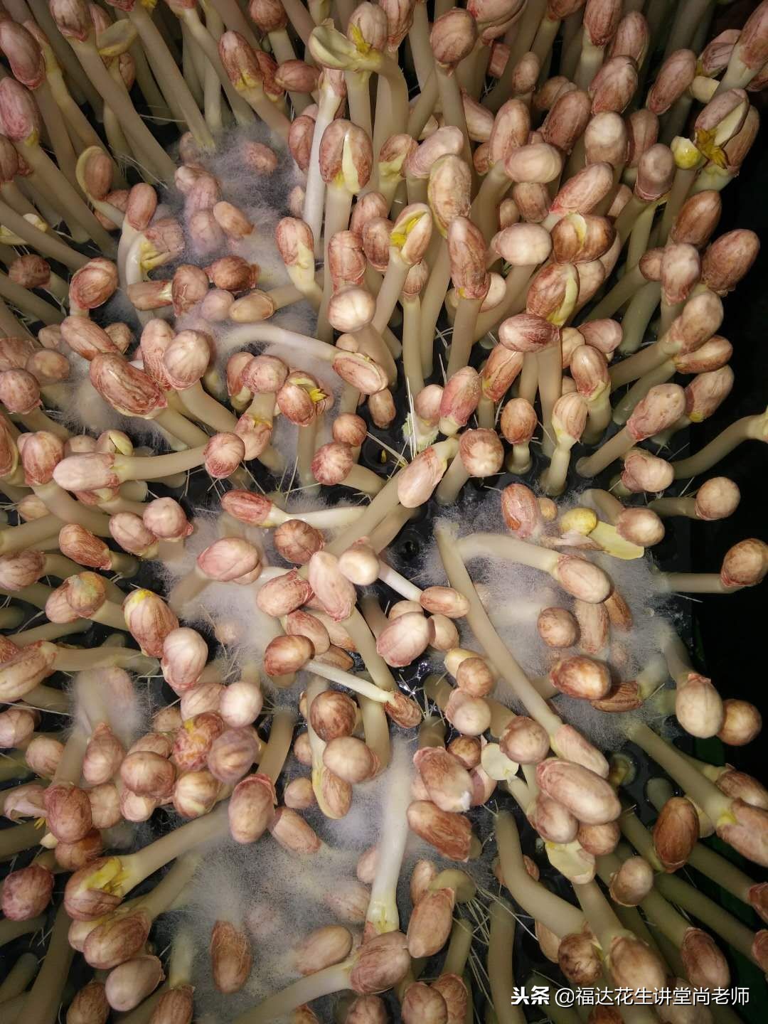 如何防止花生芽长白毛,现在花生白绢病怎么治