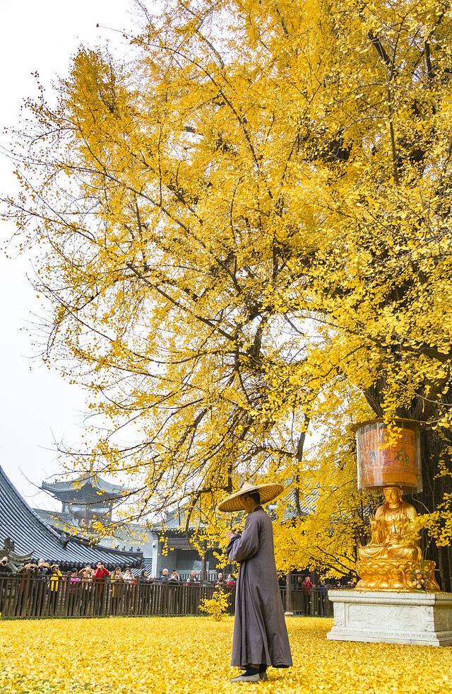 国家地理100个最美景观摄影点,全国银杏观赏地图