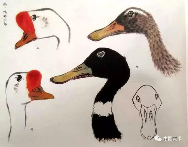 禽鸟画教程,最简单的禽鸟画法