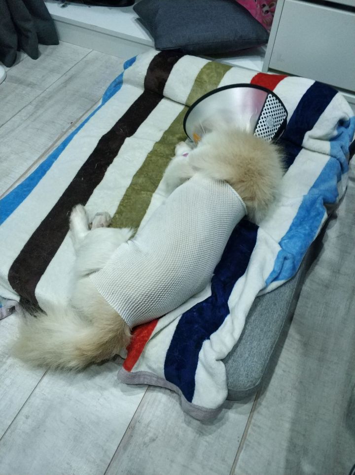 公猫膀胱结石手术,公犬尿道结石手术