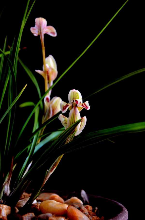 鍏拌姳浼犲绗竴閮ㄥ叏闆嗗厤璐圭湅,鍏拌姳浼犲灏忚鍏嶈垂闃呰