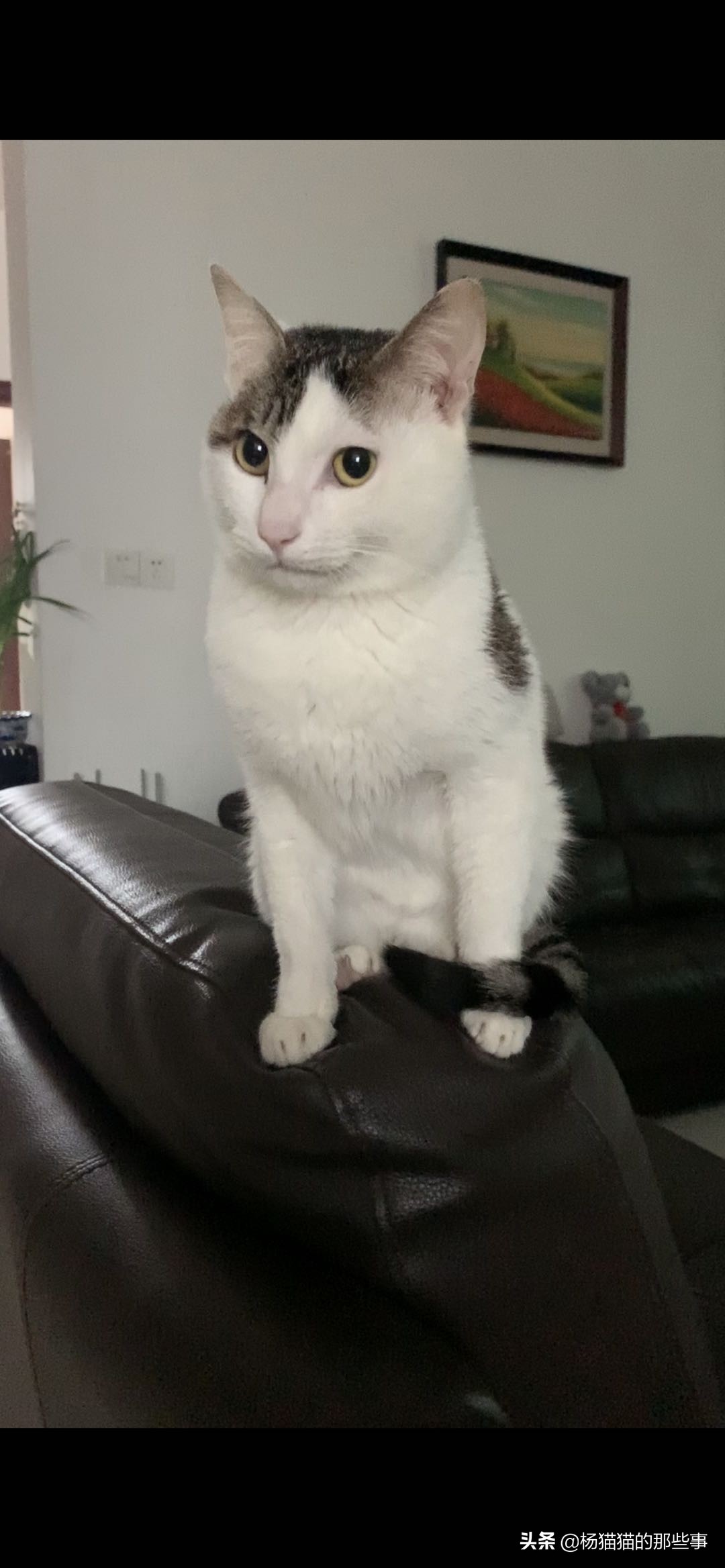 猫猫有关的故事,和猫猫有关的游戏
