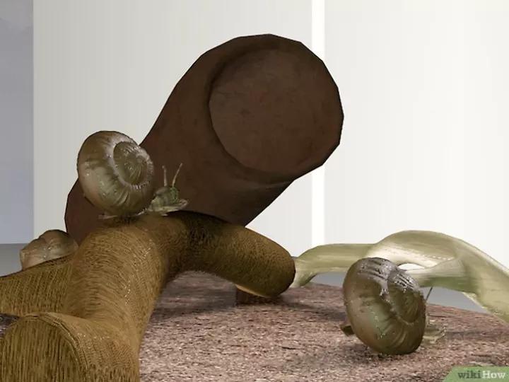 怎么养蜗牛宠物,怎么养野生蜗牛做宠物