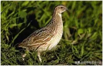 农村冷门养殖创业项目有哪些,特种蔬菜种植致富项目简介