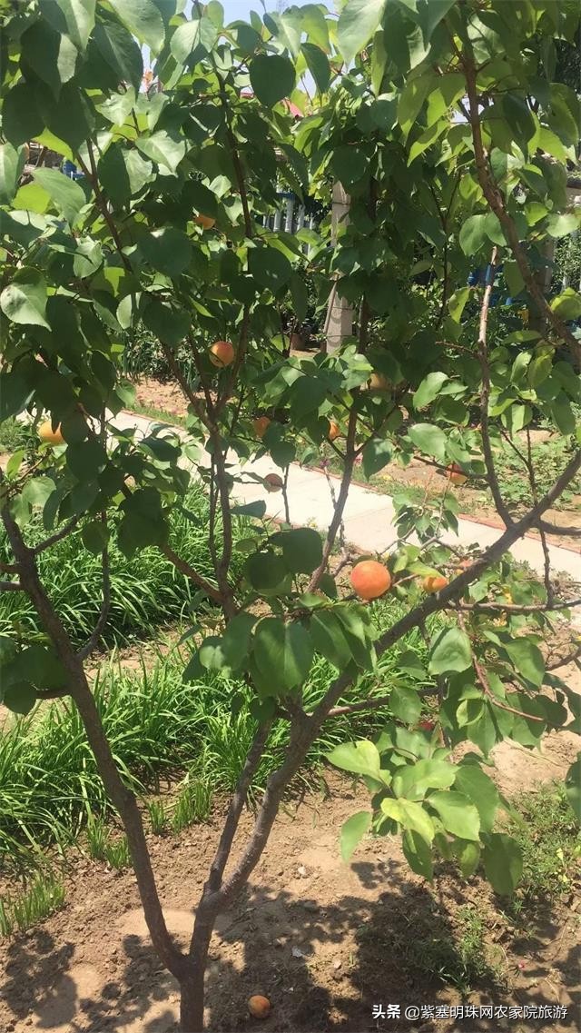 绉︾殗宀涙梾娓稿彲浠ュ嚭娴锋崟楸肩殑鍦版柟 (绉︾殗宀涚墽娴疯繙鑸啘瀹堕櫌)