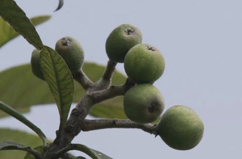 水果与食物的碰撞,水果和咖啡的碰撞