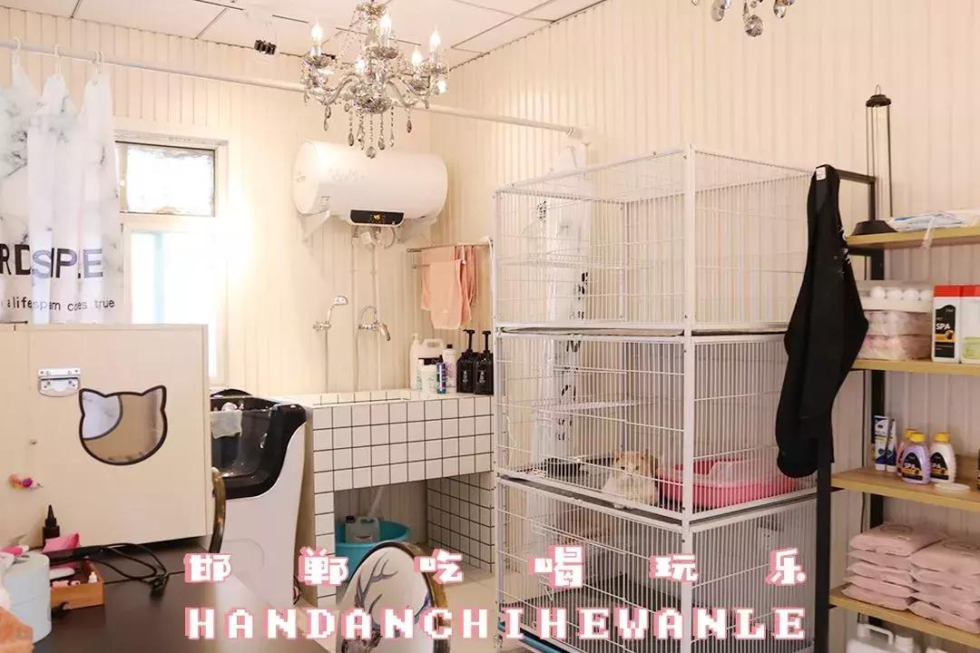 软萌暴击！邯郸这家高颜值猫咖上线，“吸猫”终于提上日程！