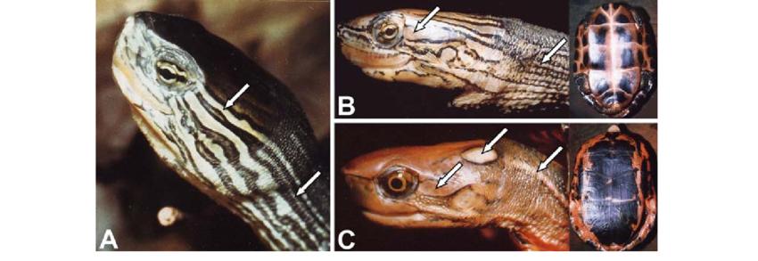 匠志萌宠乐园教学,匠志萌宠