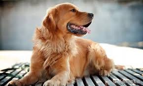 微量元素为什么能改善狗狗异食癖,异食癖宠物