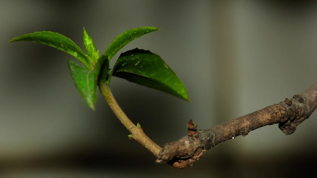 盆栽桂花怎么挽救,盆栽桂花落叶怎么补救视频