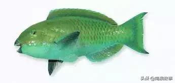 潮汕海鲜大全带图片,十大最好海鲜鱼