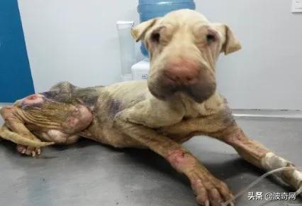 繁殖犬被割去声带,繁殖犬子宫脱落被丢弃