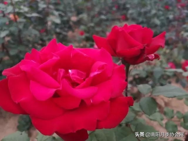 南阳月季欣赏的地方,南阳大月季