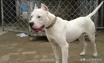 女子报警说家门口有恶犬,女子报警家门口有恶犬