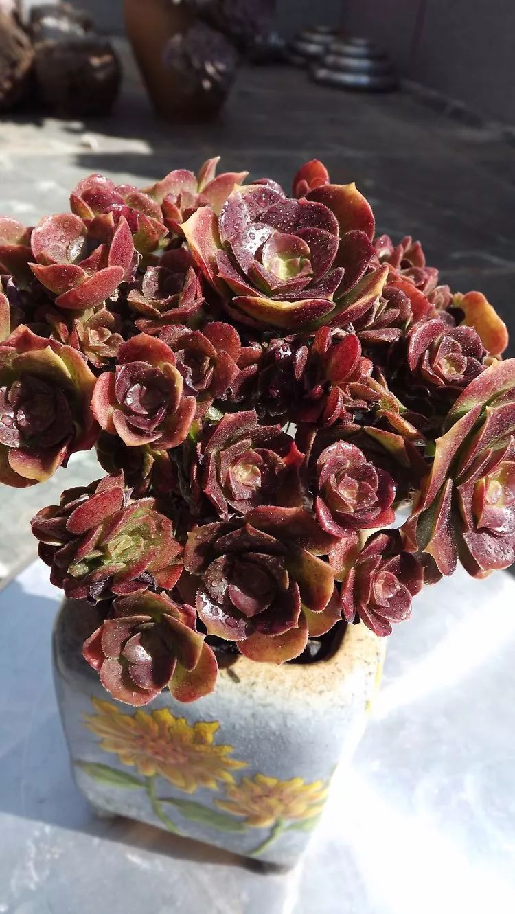 爱机车，爱多肉，宝妈花姐的诗和远方