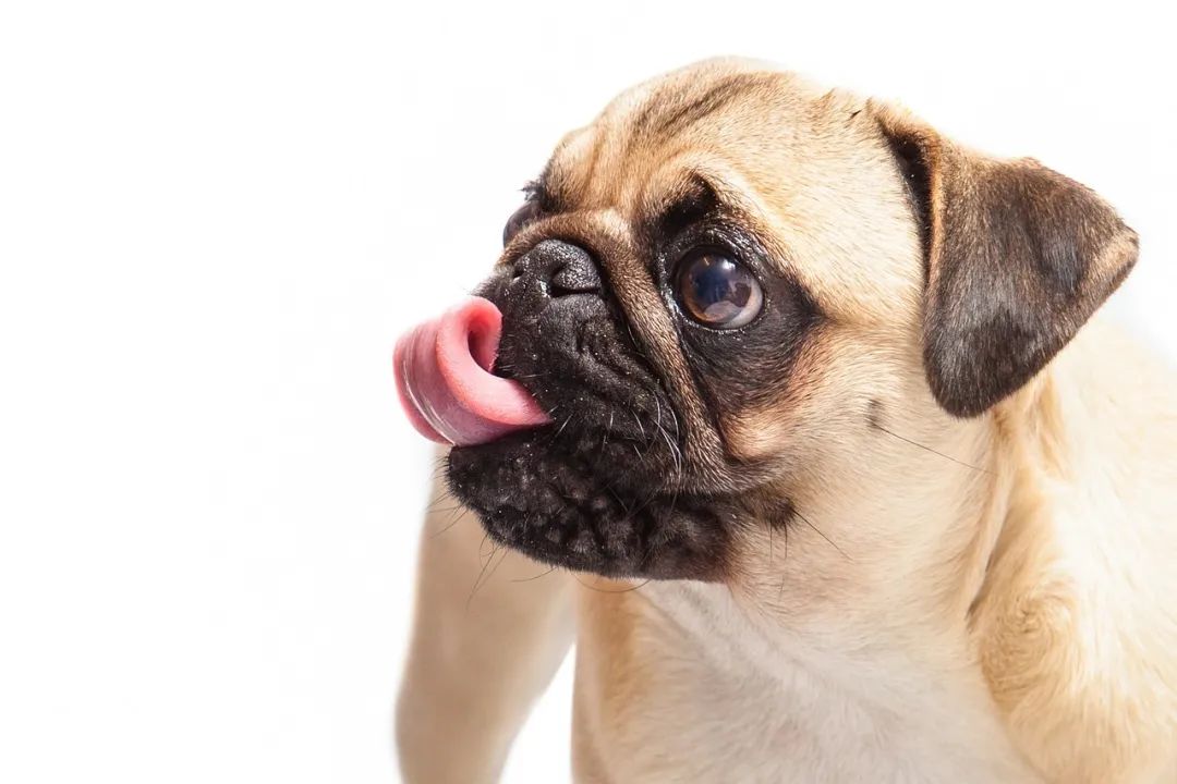 犬猫行为异常有哪些常见症状,发现猫有问题能退吗