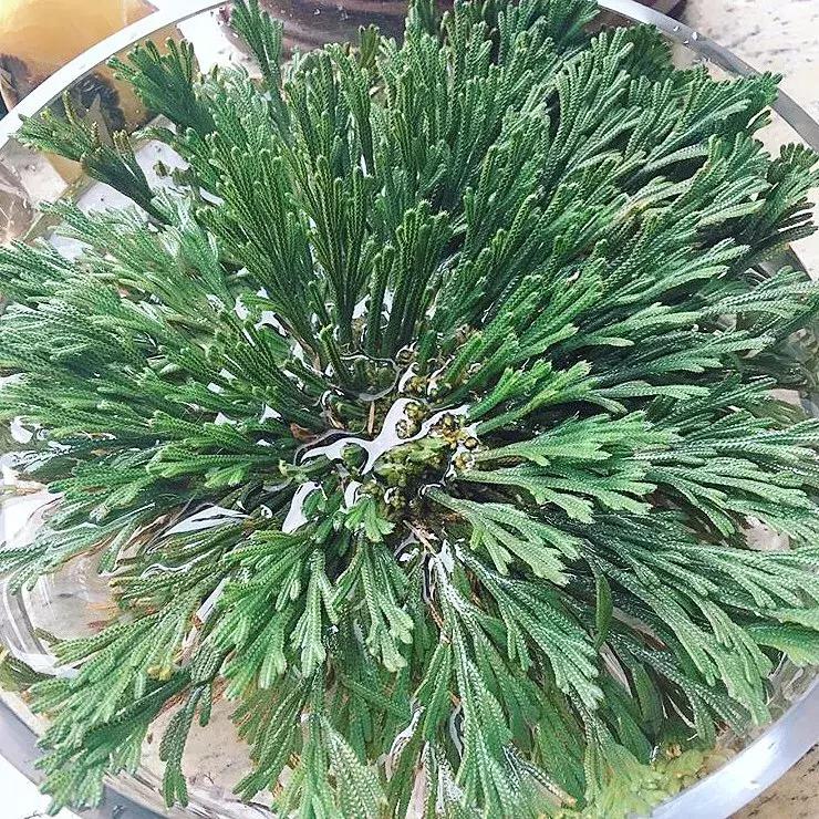 日本复活草面膜敷完后长闭口,日本复活草面膜晒后修复