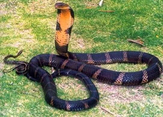 中国常见的毒蛇品种及分布 (松山湖钓鱼被毒蛇咬伤事件)