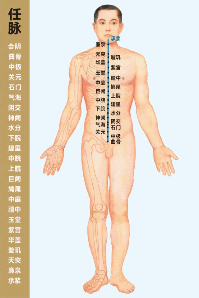 3d经络循行图讲解,阴维脉与阳维脉3d循行动态走向图