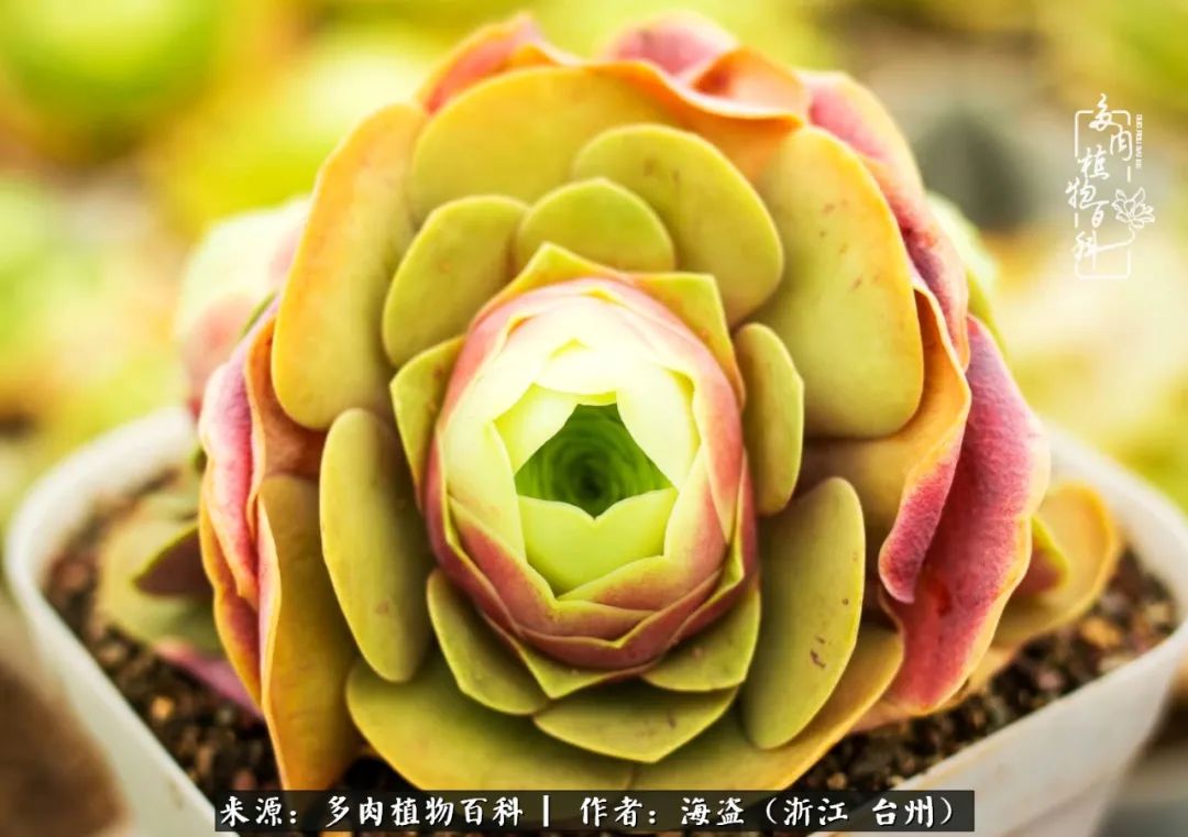 独爱玫瑰与法师！解密金老板和他的屋顶御花园