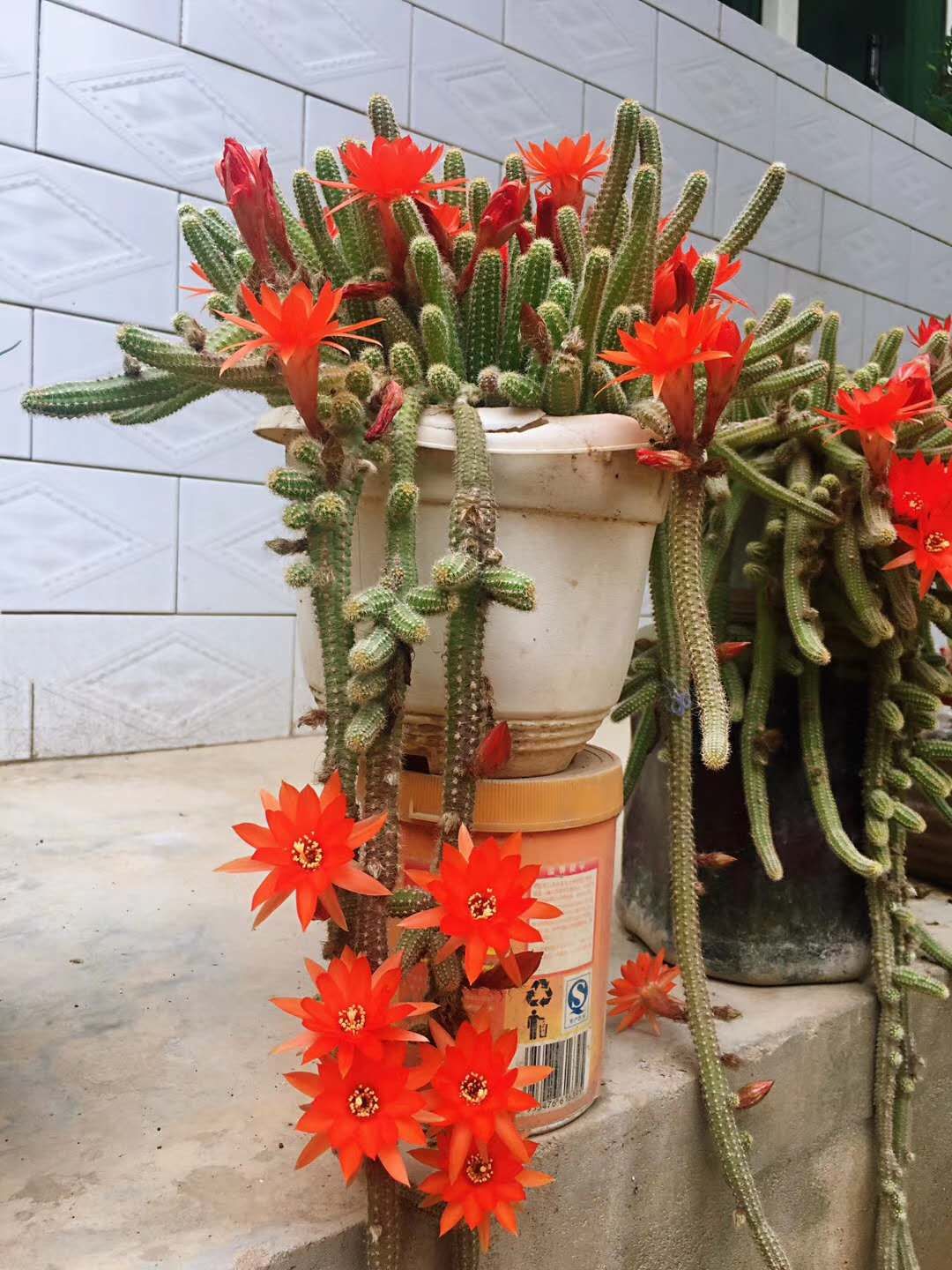 蜈蚣梁村还有这么一位特殊特别的“厅级干部”