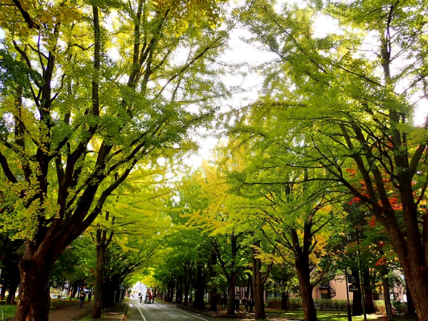 从南到北游日本之北海道札幌