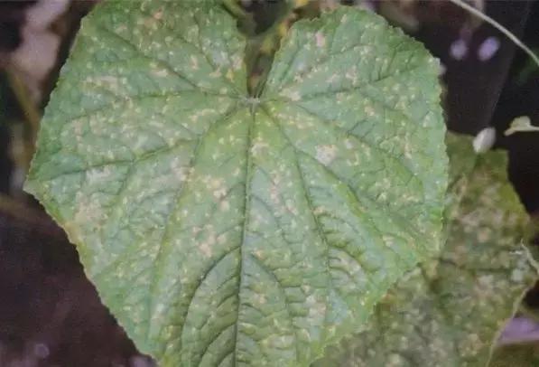 学会这一招，靶斑病不用愁，黄瓜“小黄点”轻松就搞定