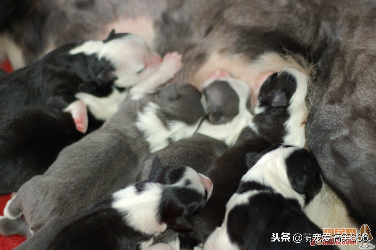 狗狗意外怀孕主人不想要怎么办,狗狗生宝宝主人要怎么护理
