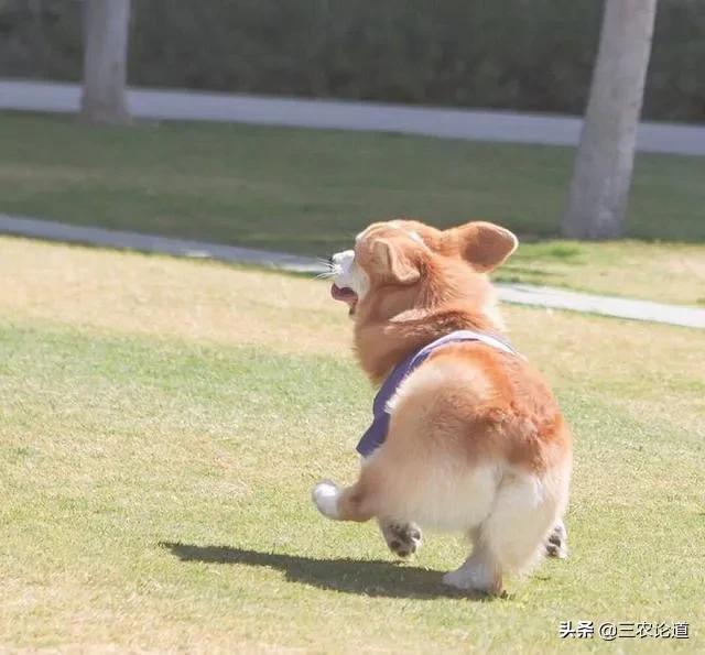 中医治疗狗狗拉稀腹泻,狗拉稀带血怎么治疗最快最有效