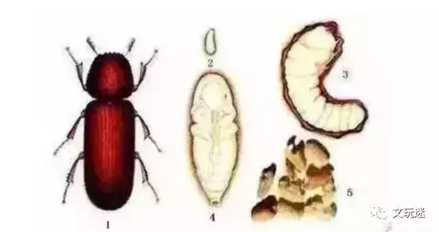 菩提手串长毛发霉有危害,菩提手串长虫子对我们有什么危害