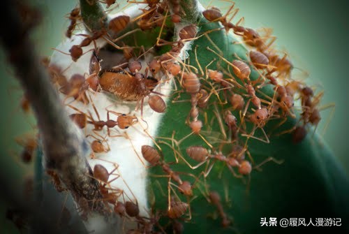 越南最特色的调味盐，用途堪比老干妈，竟然是用蚂蚁做成的？