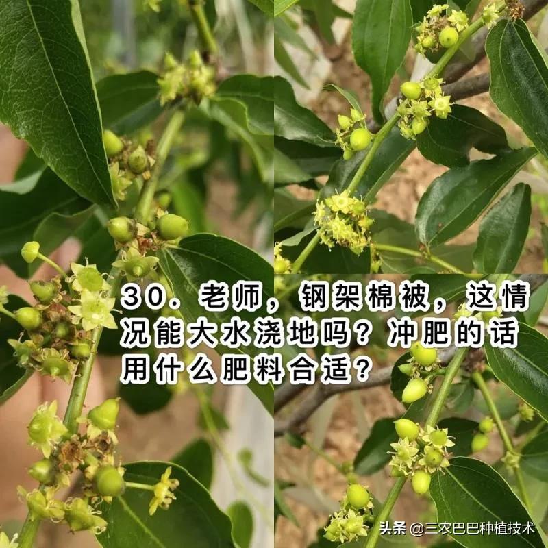 冷棚温度高对叶片的影响,冷棚冬枣叶子发黄和通风有关系吗