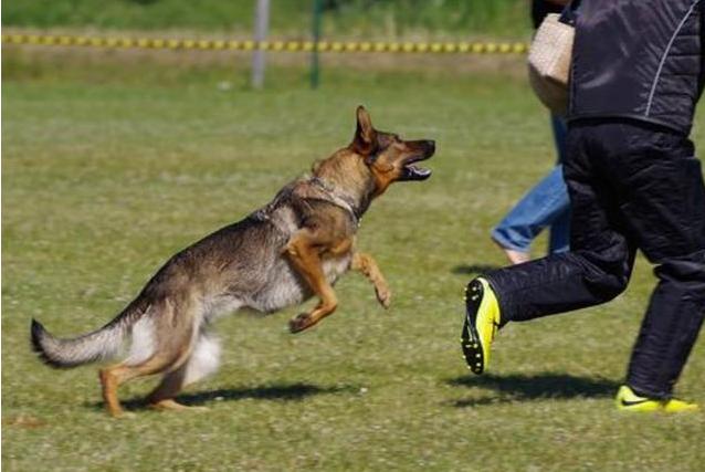 狗狗老是咬自己的后腿是怎么回事,狗狗想咬幼猫怎么办