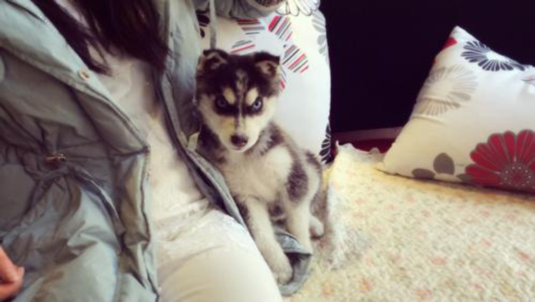 哈士奇掉毛吗有体味吗,哈士奇掉毛排在第几名