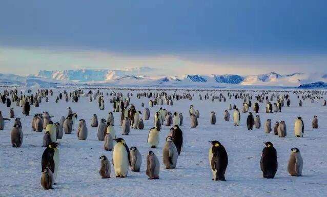 母猫交配时还很温顺，为什么交配后就会转头攻击“丈夫”？