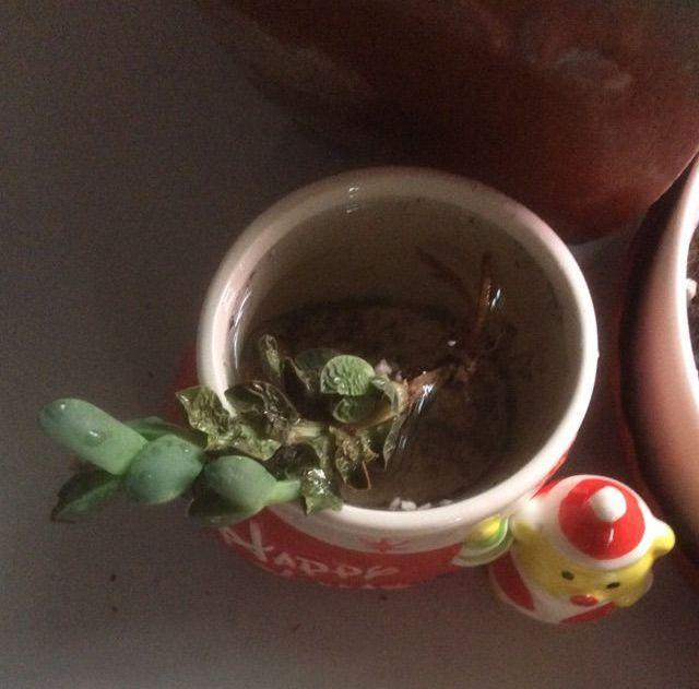 刚移栽的花需要泡水吗,新移栽的花多久可以晒太阳