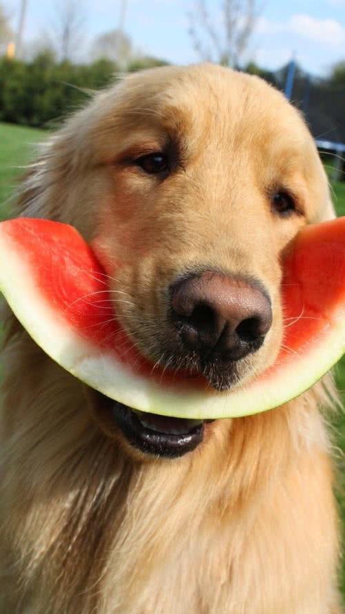 狗狗为什么爱吃蔬果,狗狗吃东西有什么关注事项