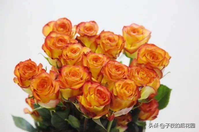 最好的进口玫瑰,进口玫瑰品种