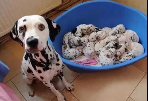 狗狗刚生出的宝宝需要铲屎官干嘛,狗子生宝宝叫主人