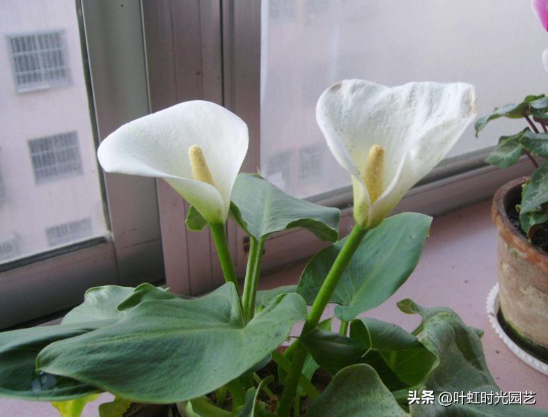 7月养护马蹄莲，关注这5点，长势颇好