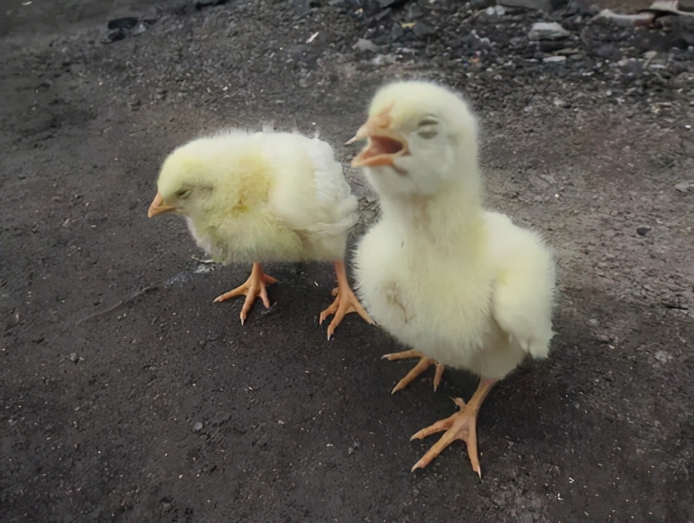 养殖鸡喉咙呼噜,鸡甩头张嘴站不起来还有救吗
