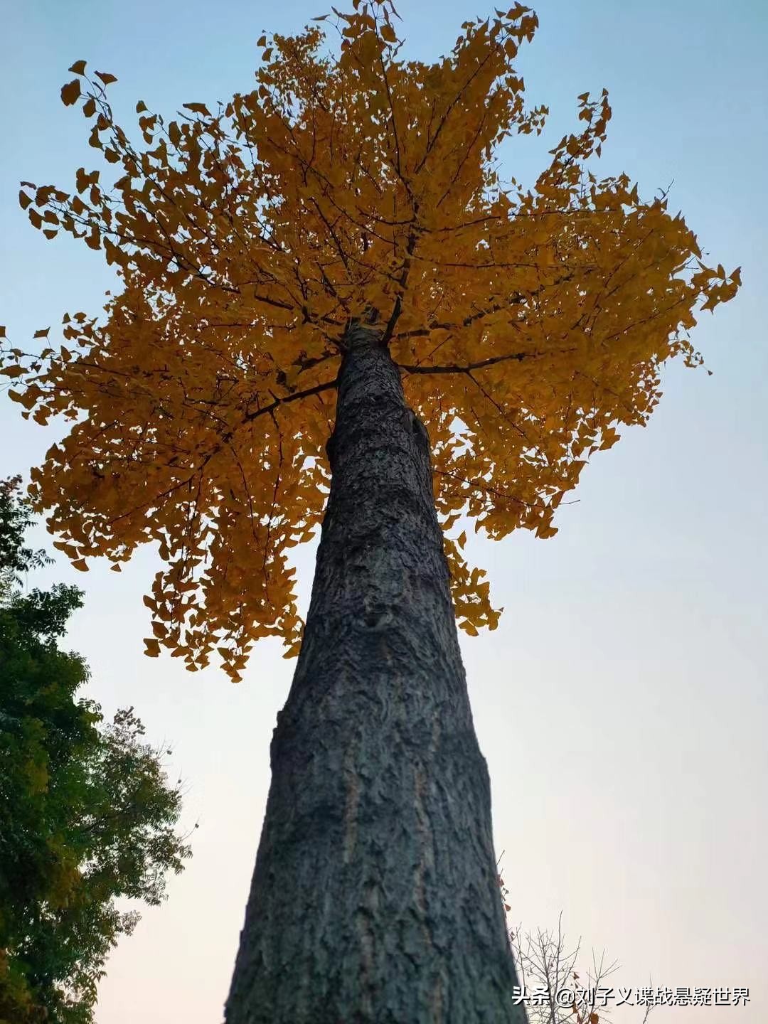 大宗师第18集,大宗师一口气看完