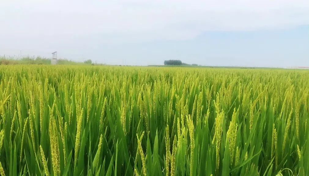 山东东营位置,这就是东营