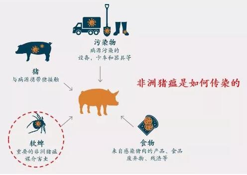 广西紧急部署非洲猪瘟防控！“二师兄”进出必须接受检查