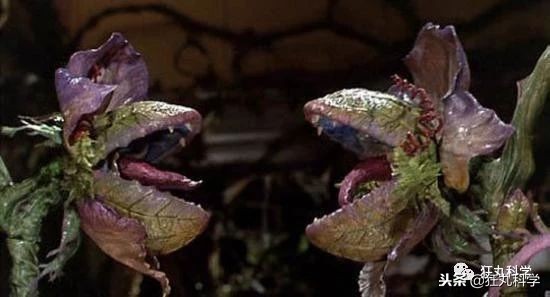 家里阳台的花,家里阳台上的绿植