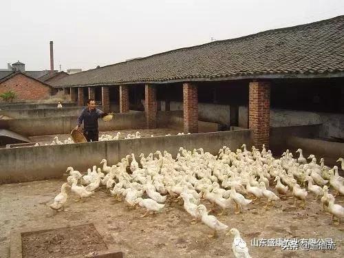 鸭流泪、面部肿、眼睛失明，是什么病？如何治疗？