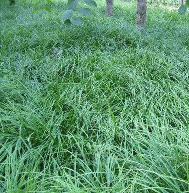 雨水花园植物区,雨水花园水生植物